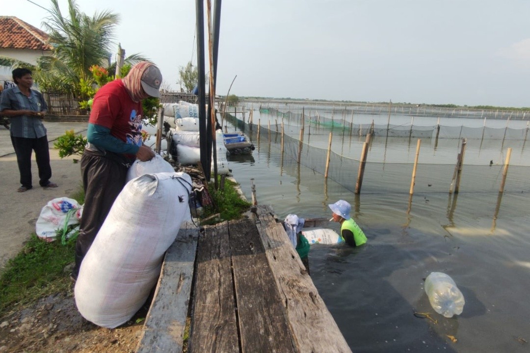 Budidaya rumput laut di kabupaten Kendal Jawa Tengah. Foto: Yoedhi/Lingkar.co