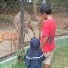 Didatangkan dari Ragunan, Sitatunga Lahirkan Anak di Semarang Zoo