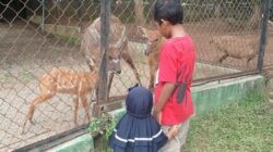 Didatangkan dari Ragunan, Sitatunga Lahirkan Anak di Semarang Zoo