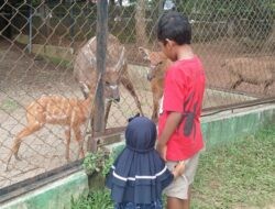Didatangkan dari Ragunan, Sitatunga Lahirkan Anak di Semarang Zoo