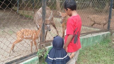 Pengunjung Semarang Zoo saat memberi makan Sitatunga. Foto: Rifqi/Lingkar.co