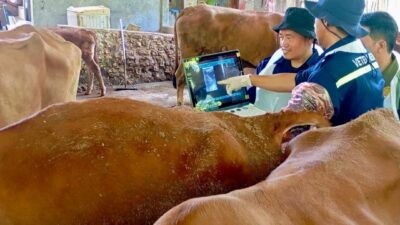 Petugas Dinas Pertanian dan Peternakan Jawa Tengah saat melakukan cek kesehatan hewan ternak. Foto: dokumentasi