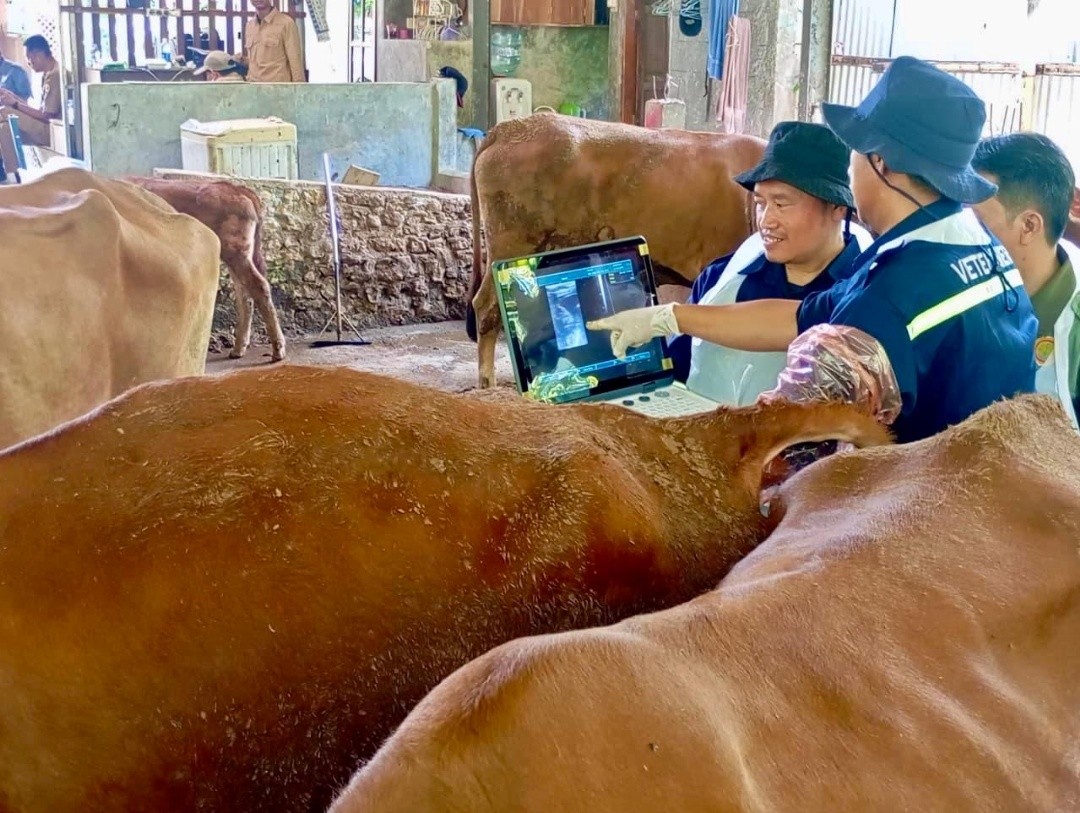 Petugas Dinas Pertanian dan Peternakan Jawa Tengah saat melakukan cek kesehatan hewan ternak. Foto: dokumentasi