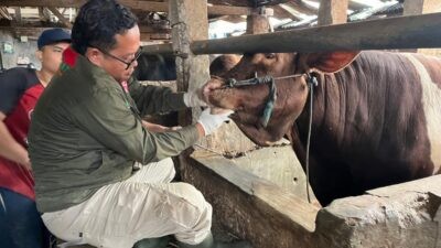 Petugas saat melakukan pemeriksaan kesehatan sapi. Foto: dokumentasi