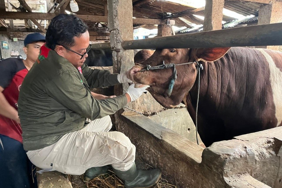Petugas saat melakukan pemeriksaan kesehatan sapi. Foto: dokumentasi