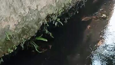 Ikan sapu-sapu yang ada di aliran sungai kota Semarang. Foto: istimewa