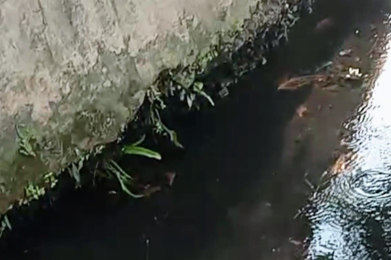 Ikan sapu-sapu yang ada di aliran sungai kota Semarang. Foto: istimewa