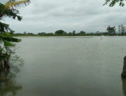 Tanggul Sungai TuntangJebol, 278 Hektare Sawah Petani Guntur Gagal Panen