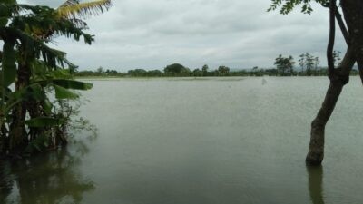 Sawah petani di kecamatan Guntur Kabupaten Demak terendam air. Foto: istimewa