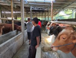 Semangat Jalankan Ibadah Kurban, Harga Tinggi Tak Jadi Soal