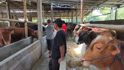 Penjual hewan kurban di Desa Rejosari, Kecamatan Ngampel, Kabupaten Kendal Jawa Tengah Foto: Yoedhi/Lingkar.co