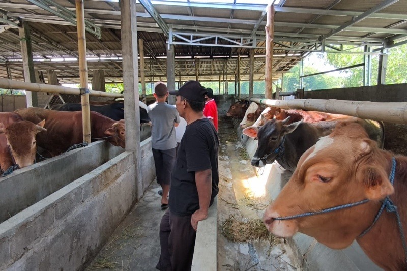 Penjual hewan kurban di Desa Rejosari, Kecamatan Ngampel, Kabupaten Kendal Jawa Tengah Foto: Yoedhi/Lingkar.co