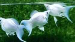 Ikan molly, ilustrasi salah satu jenis ikan hias air tawar dalam kontes Kediri Aquatic 2026. Foto: istimewa