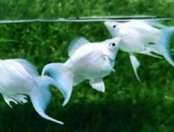 Gelar Kontes, Pemkab Kediri Perkuat Branding Sentra Ikan Hias