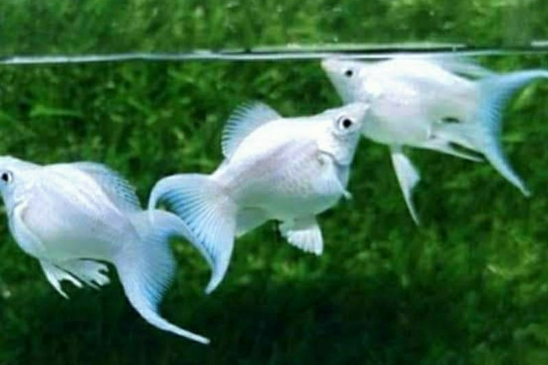 Ikan molly, ilustrasi salah satu jenis ikan hias air tawar dalam kontes Kediri Aquatic 2026. Foto: istimewa