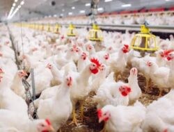 Peternak Unggas di Kalimantan Utara Keluhkan Tingginya Harga Pakan