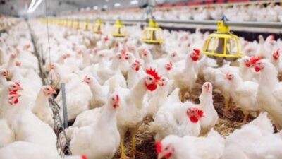 Peternakan ayam. Ilustrasi Foto: istimewa