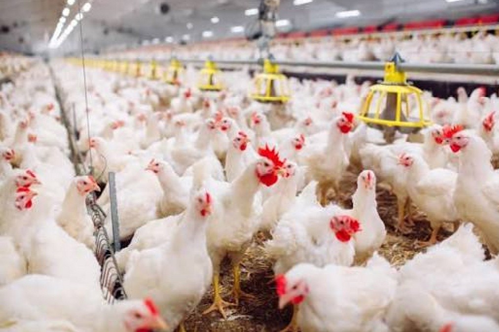 Peternakan ayam. Ilustrasi Foto: istimewa