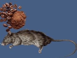 Tips Cara Ampuh Usir Tikus Rumah dengan Kopi