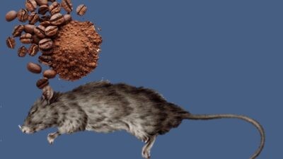 Ilustrasi mengusir tikus dengan serbuk kopi. Ilustrasi Foto: Lingkar.co