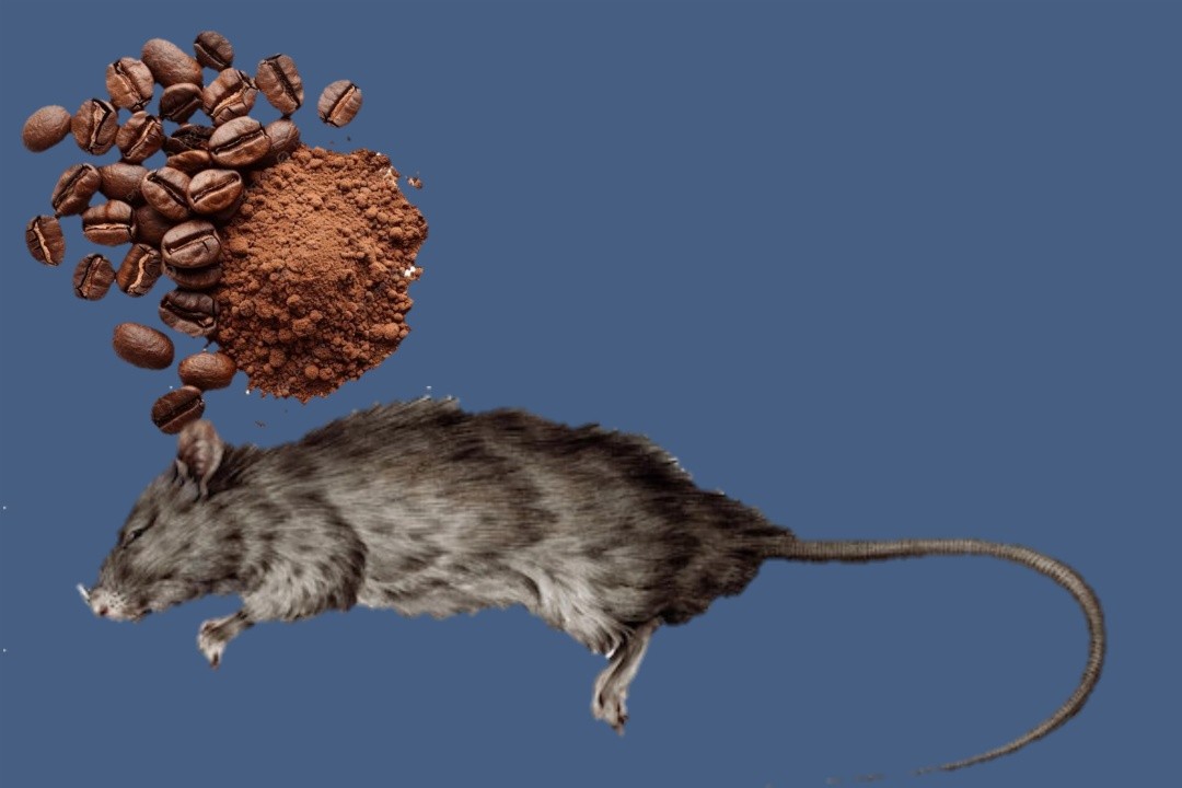 Ilustrasi mengusir tikus dengan serbuk kopi. Ilustrasi Foto: Lingkar.co