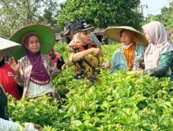 Bupati Kendal Pastikan Bantuan Bibit Melati Tepat Sasaran