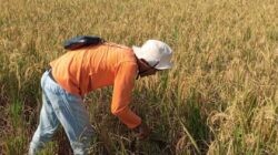 Demplot Digital Farming di Pesisir Pekalongan Utara, Tekan Risiko Gagal Panen Akibat Kadar Garam