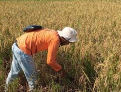 Demplot Digital Farming di Pesisir Pekalongan Utara, Tekan Risiko Gagal Panen Akibat Kadar Garam