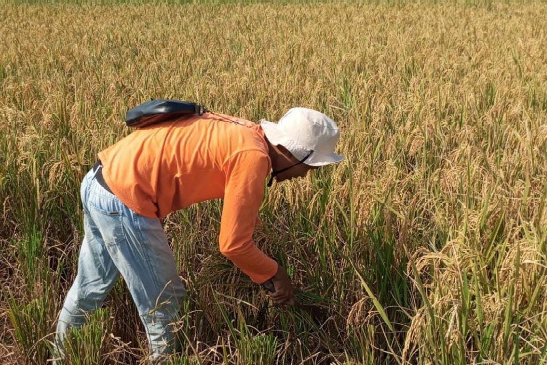 Ilustrasi petani padi pesisir Goto' istimewa
