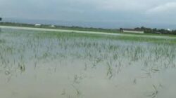 Tanggul Sungai TuntangJebol, 278 Hektare Sawah Petani Guntur Gagal Panen