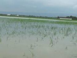 Tanggul Sungai TuntangJebol, 278 Hektare Sawah Petani Guntur Gagal Panen