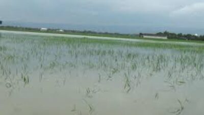 Tanggul Sungai TuntangJebol, 278 Hektare Sawah Petani Guntur Gagal Panen