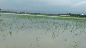 Tanggul Sungai TuntangJebol, 278 Hektare Sawah Petani Guntur Gagal Panen