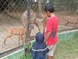 Didatangkan dari Ragunan, Sitatunga Lahirkan Anak di Semarang Zoo