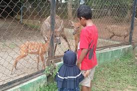 Didatangkan dari Ragunan, Sitatunga Lahirkan Anak di Semarang Zoo