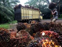 Harga TBS Sawit Riau Naik, Kini Tembus Rp4.007 per Kg