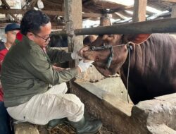 Inovasi Jelang Idul Adha, Pemkot Bandung Pasang Stiker Barcode Hewan Kurban