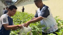 Panen Terong di Lahan Terbatas, Warga Binaan Purwodadi Diharapkan Dukung Program Ketahanan Pangan