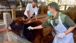 Waspada Penyakit Hewan Jelang Iduladha, Jateng Perketat Pengawasan Ternak di Perbatasan