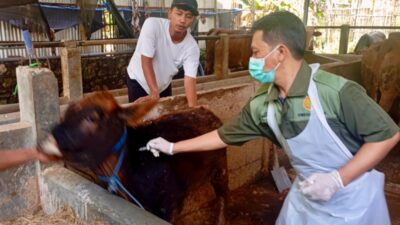 Waspada Penyakit Hewan Jelang Iduladha, Jateng Perketat Pengawasan Ternak di Perbatasan