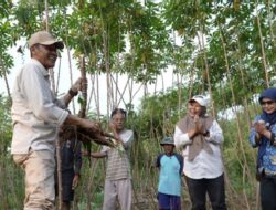 Penguatan Ketahanan Pangan Lokal, Lumbung Matraman Terapkan Pertanian Terpadu