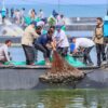 Komoditas Udang Vaname di Jateng Menjanjikan, Sepanjang 2025 Mencapai 26.313 Ton