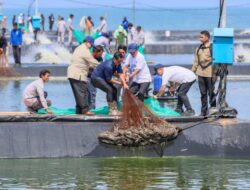 Komoditas Udang Vaname di Jateng Menjanjikan, Sepanjang 2025 Mencapai 26.313 Ton