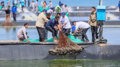 Komoditas Udang Vaname di Jateng Menjanjikan, Sepanjang 2025 Mencapai 26.313 Ton