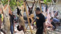 Jamaah Masjid At Taqwa Rowosari Kendal Antusias Berkurban, Sembelih 22 Sapi dan 15 Ekor Kambing