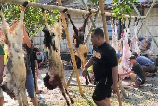 Jamaah Masjid At Taqwa Rowosari Kendal Antusias Berkurban, Sembelih 22 Sapi dan 15 Ekor Kambing