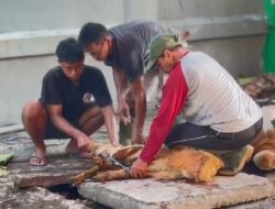 Jaga Amanah, Perolehan Hewan Kurban di Masjid Darul Ulum Bertambah