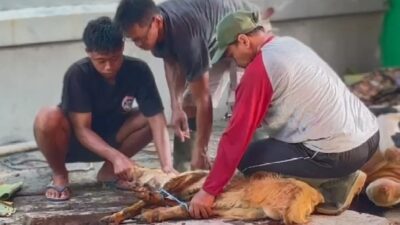 Jaga Amanah, Perolehan Hewan Kurban di Masjid Darul Ulum Bertambah