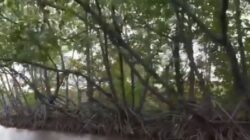 Kembangkan Kawasan Pesisir, Brida dan DKPP Surabaya Sistem Budidaya Perikanan Berbasis Silvofishery