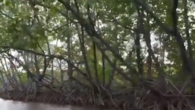 Kembangkan Kawasan Pesisir, Brida dan DKPP Surabaya Sistem Budidaya Perikanan Berbasis Silvofishery